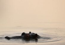 Metaphors Are Brilliant At Helping Us Understand Ideas. They Can Also Narrow Our Thinking