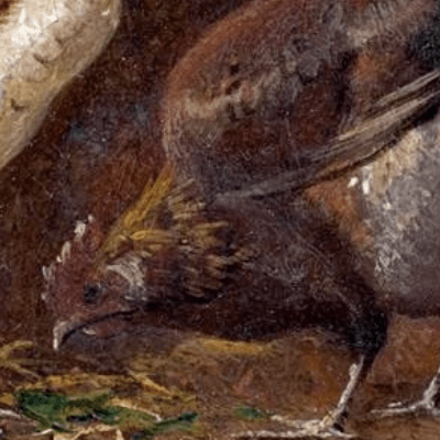 Advice For Writers From A Bird Observer
