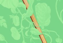 Why Academic Freedom Is Essential To A Great Country