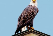 Why Universities Deserve Special Standing In Our Culture