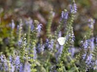Bringing The Plants To Life At Philly’s Soon-To-Open Calder Sculpture Garden