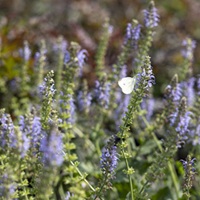 Bringing The Plants To Life At Philly’s Soon-To-Open Calder Sculpture Garden