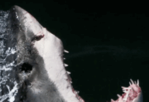 What Jaws Did To, And Also For, Sharks