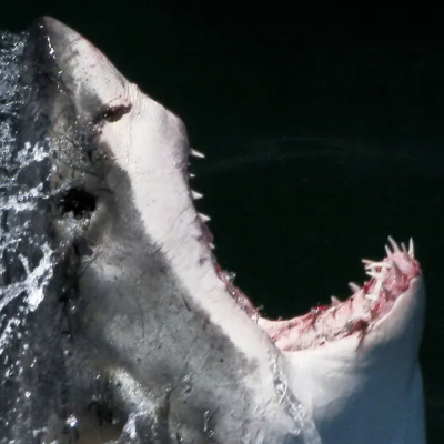What Jaws Did To, And Also For, Sharks
