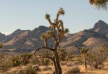 Trump DOJ Says President Can Abolish National Monument Protections