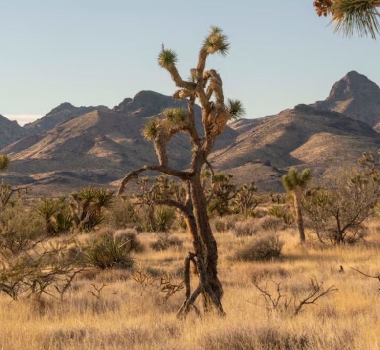 Trump DOJ Says President Can Abolish National Monument Protections