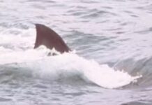 “Jaws” At 50 – Why It Became Iconic