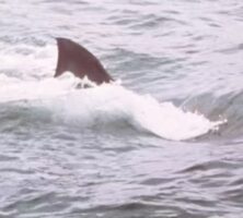 “Jaws” At 50 – Why It Became Iconic