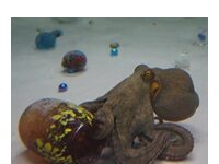 What Happens When You Expose Octopuses To Art?