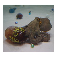 What Happens When You Expose Octopuses To Art?