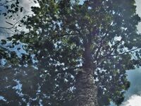 String Players Worry As Their Favorite Wood For Bows Gets Protected Status