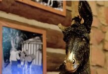 What Happened To The Grand Canyon’s Most-Famous Statue After a Recent Fire?