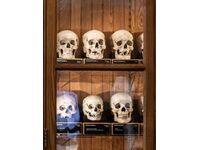 America’s Leading Medical Museum Changes The Way It Displays Human Remains
