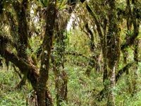 Pernambuco Is The Best Wood For String Bows. What Will Happen If It Gets The Protected Status Ivory Has?