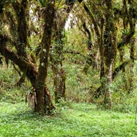 Pernambuco Is The Best Wood For String Bows. What Will Happen If It Gets The Protected Status Ivory Has?