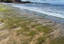 Hawaiian Petroglyphs Re-emerge From Ocean
