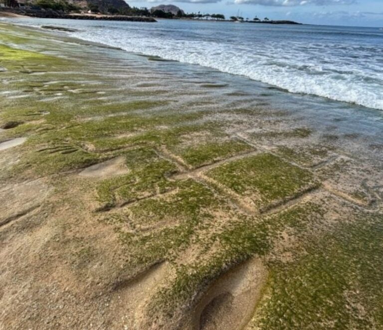 Hawaiian Petroglyphs Re-emerge From Ocean