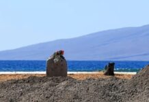 The Fight To Save Hawaiian Culture Lost In The Maui Fires