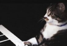 YouTube’s Sneaky AI Processing