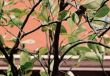 Frida, Before And Beyond Diego