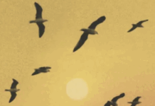 Why Marilynne Robinson Writes About Beauty, And Faith