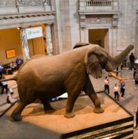 Smithsonian Secretary Says Institution Will Do Its Own Review