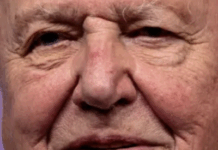 Sir David Attenborough Has Become The Oldest Daytime Emmy Winner, At 99