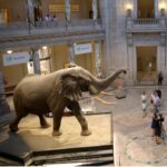 Federal Museums Reopen And Count Up The Losses