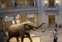 Federal Museums Reopen And Count Up The Losses