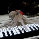 How A Crazy Musician Spent Six Months Teaching An Octopus To Play Piano