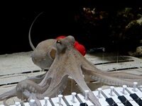 How A Crazy Musician Spent Six Months Teaching An Octopus To Play Piano