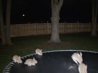 Australia’s Leading Dictionary Names “AI Slop” 2025 Word Of The Year