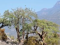 The World’s Supply Of Frankincense Is Running Low