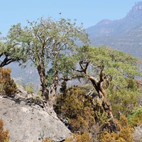 The World’s Supply Of Frankincense Is Running Low