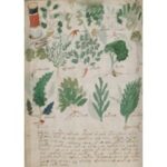 Did Someone Just Figure Out How To Decode The Voynich Manuscript?