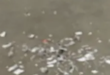 The Man Who Ate The AI ‘Art’ Tells Us Why