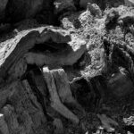 Kenneth Turan: I Lost My Library In The LA Fires. Should I Start Collecting Again?