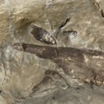 In Britain, Digging For A Bypass Means Finding Roman Pottery – And An Ancient Fossil