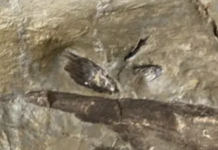 In Britain, Digging For A Bypass Means Finding Roman Pottery – And An Ancient Fossil