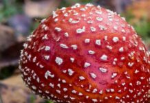 Yearning For The Meaning Of Consciousness