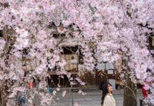 Japan’s 1,200-Year-Old Record Of Cherry Blossoms Has A New Keeper