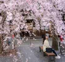 Japan’s 1,200-Year-Old Record Of Cherry Blossoms Has A New Keeper
