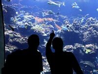 Money Troubles And Layoffs At California Academy Of Sciences In San Francisco