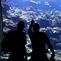 Money Troubles And Layoffs At California Academy Of Sciences In San Francisco