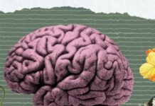 How Does Your Brain Process Beauty?