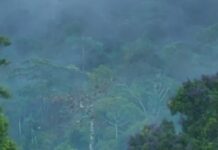 Maybe We’re Thinking About Ecosystems The Wrong Way