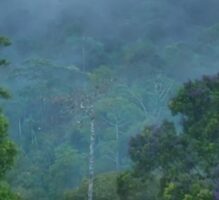 Maybe We’re Thinking About Ecosystems The Wrong Way
