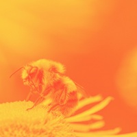 What Virgil Thought About Bees