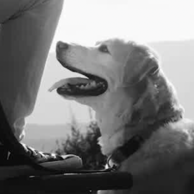 Writers Just Can’t Resist Writing From The POV Of A Dog