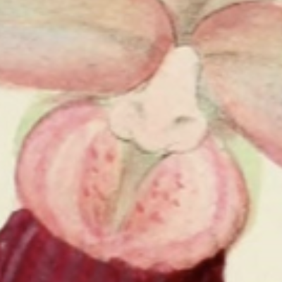 Orchids Made Charles Darwin Who He Was